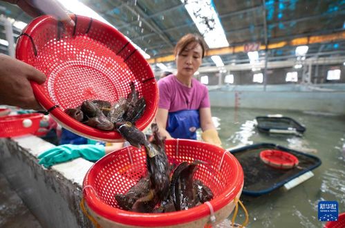 河北黄骅 水产养殖拓宽渔民增收致富渠道凤凰网河北 凤凰网