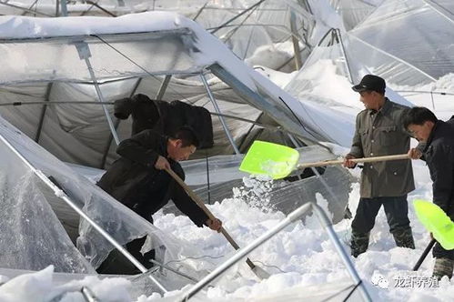 暴雪过后龙虾种苗繁育基地大棚生产自救