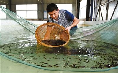 5月5日,湖北省嘉鱼县三湖渔业有限责任公司苗种繁育中心,省水产学校