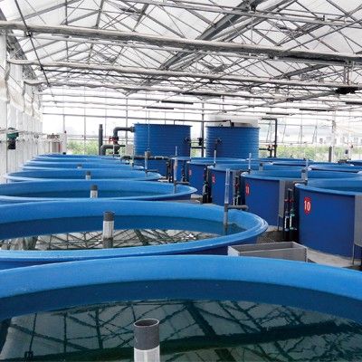 水产养殖系统与装备 循环水苗种繁育系统
