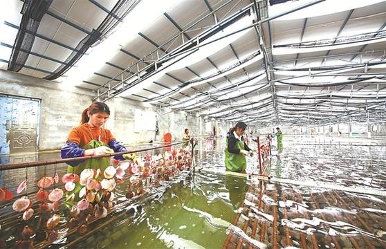 长春镇打造闽东最大的优质名贵水产品苗种繁育基地